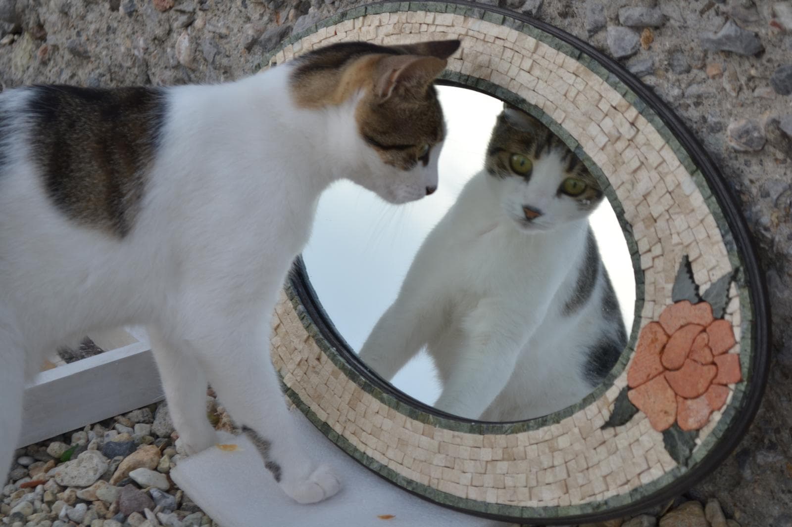 Mozaik aynaya bakan kedi